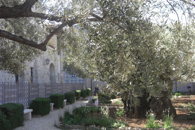 Zahrada Getsemansk